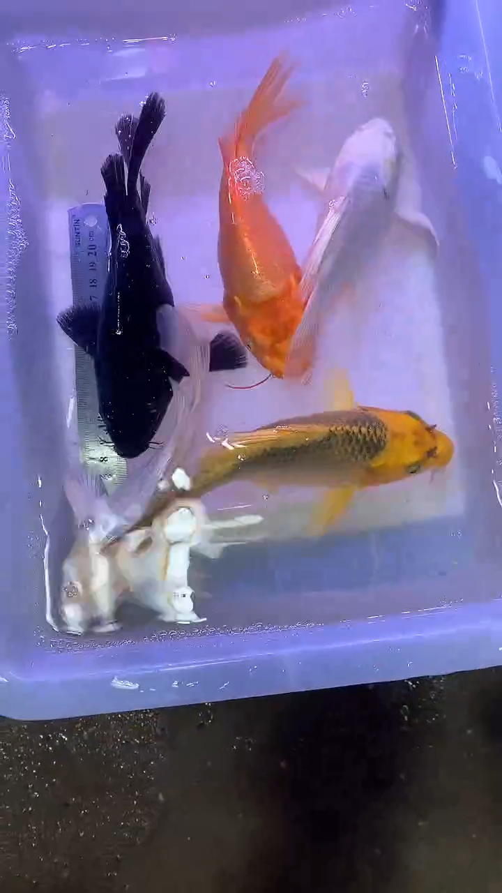 蝴蝶鲤蝴蝶鲤直播选鱼专用链接