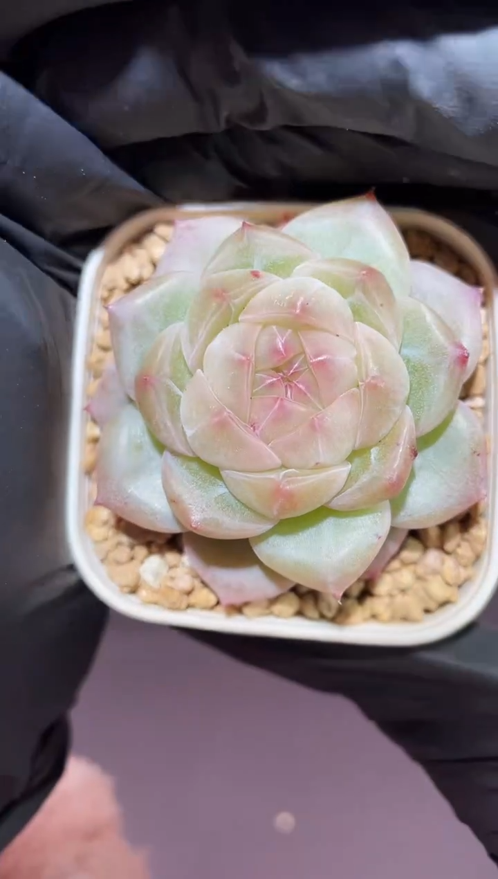 闪购476 和田多肉一颗  3.8-4厘米