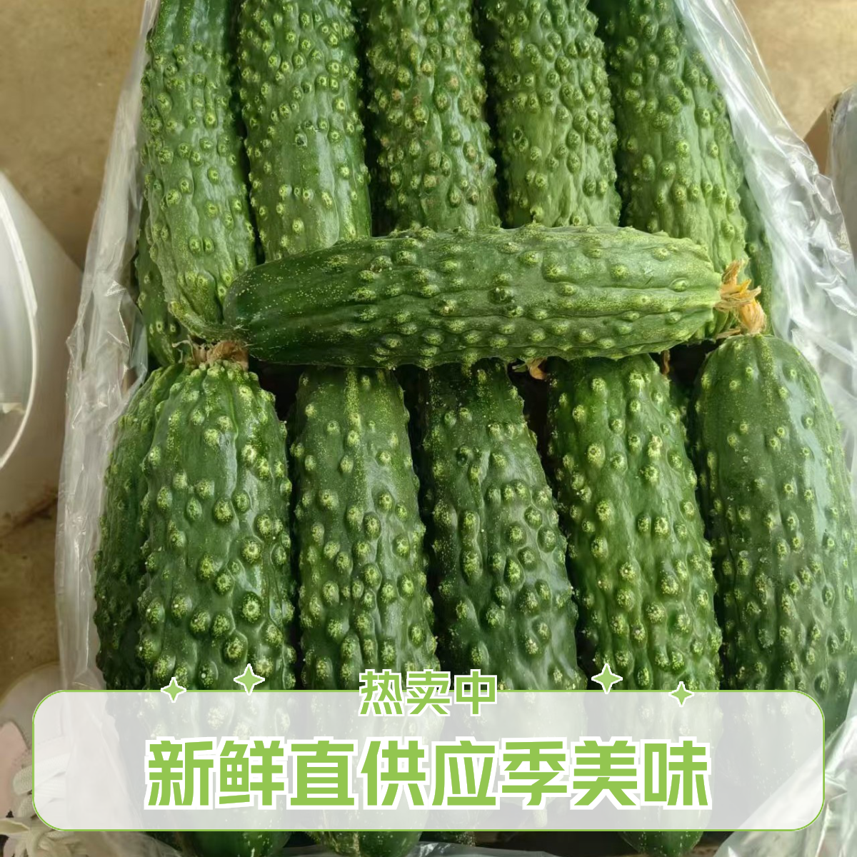 山坡地老蚧黄瓜，老品种黄瓜.不沾药水！新鲜老蚧黄瓜