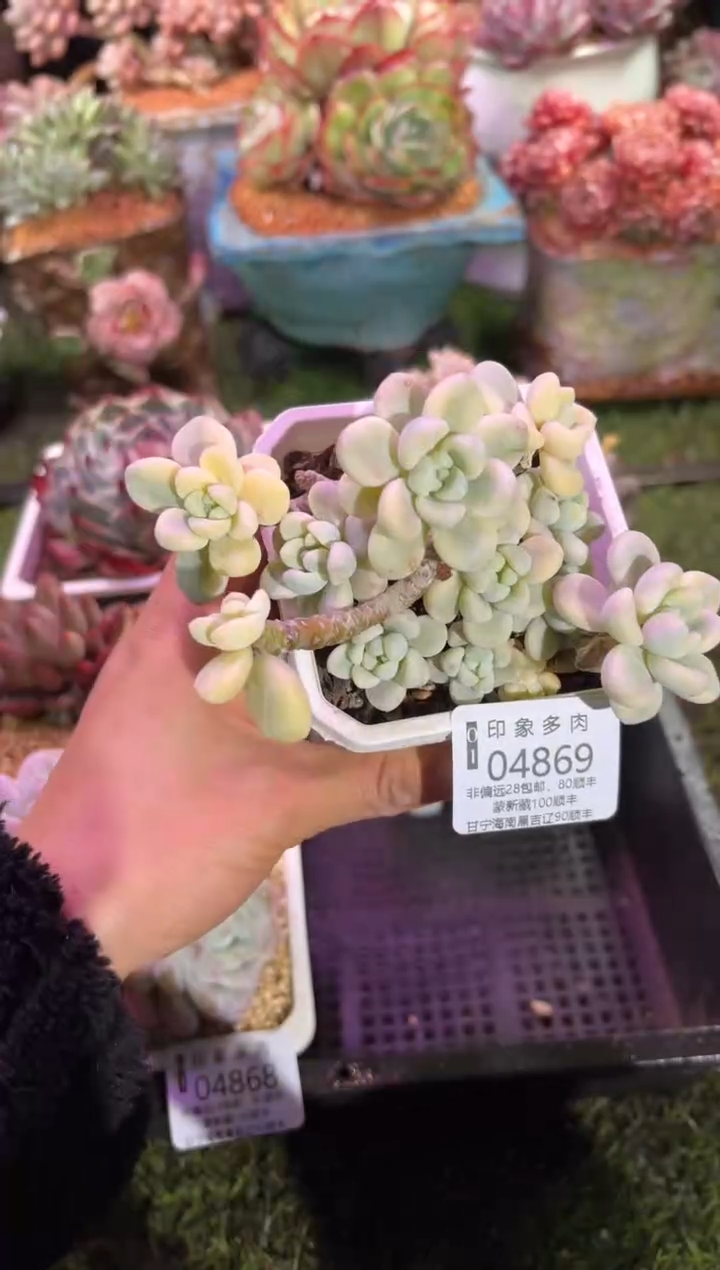 【闪购商品】04869