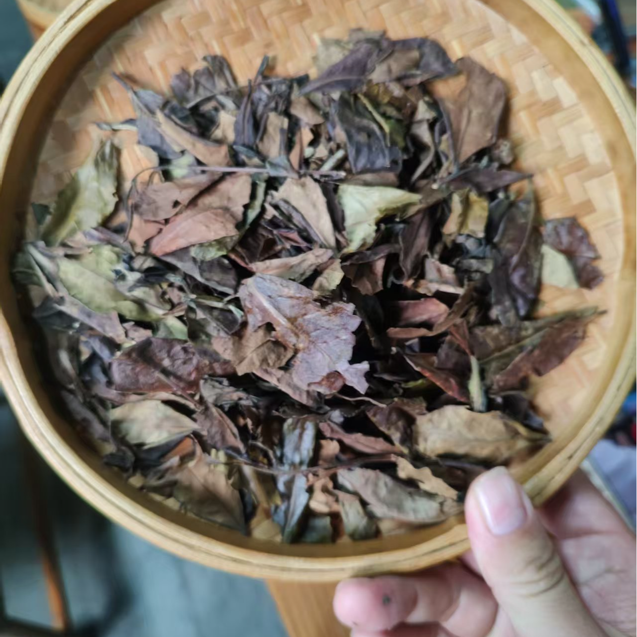 80年代老白茶10克/袋（5号）【福鼎白茶专场】