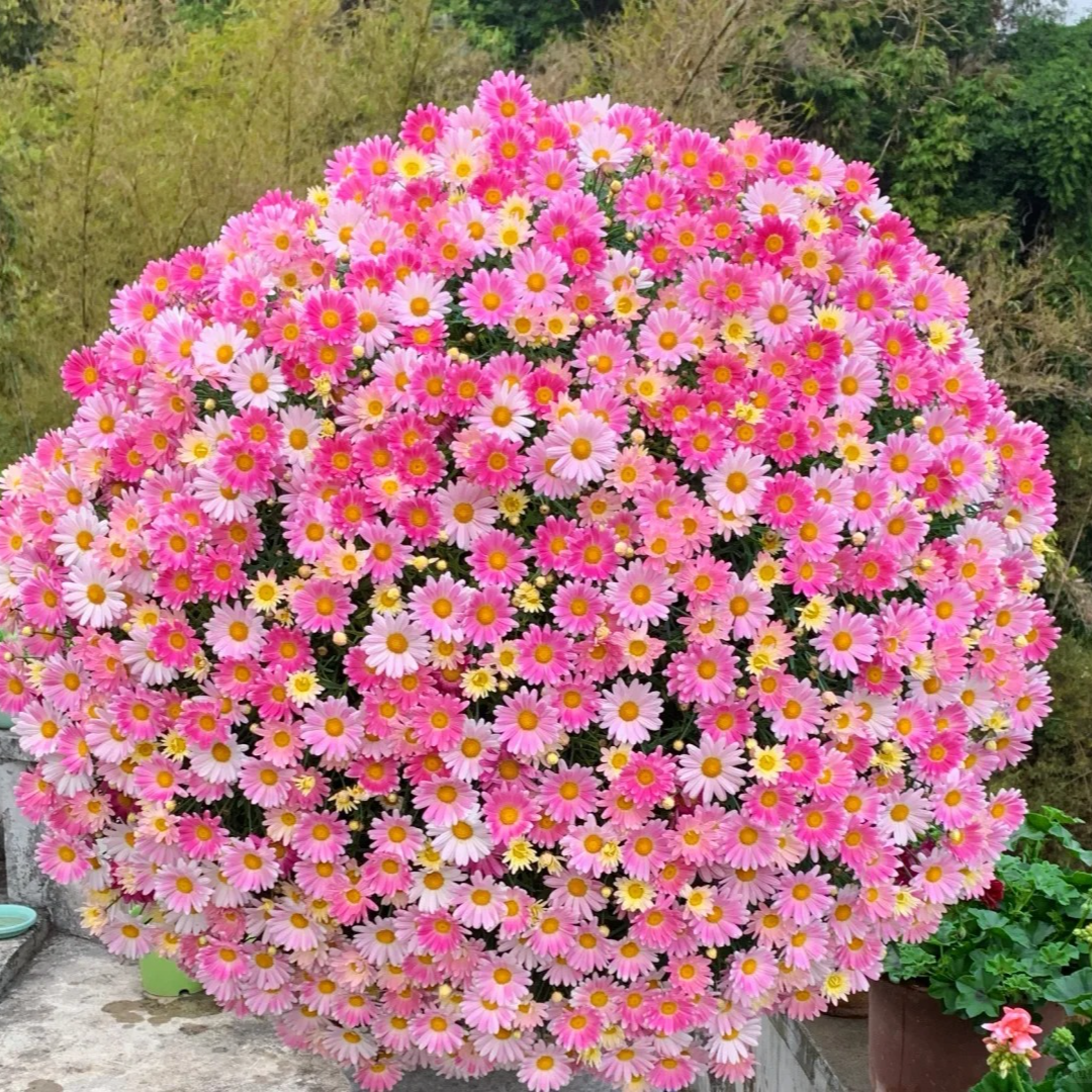 【粉红豹】玛格丽特盆栽地栽阳台庭院室内室外花卉花园植物耐寒盆