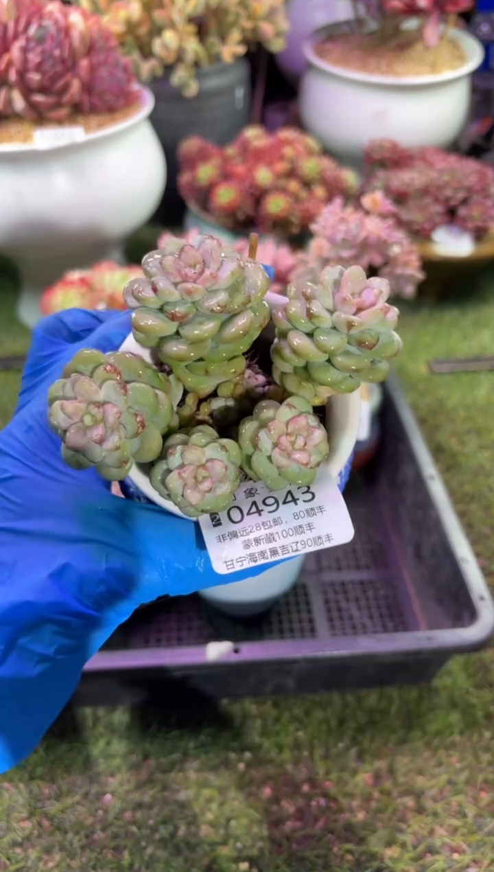 【闪购商品】04943脱土带盆