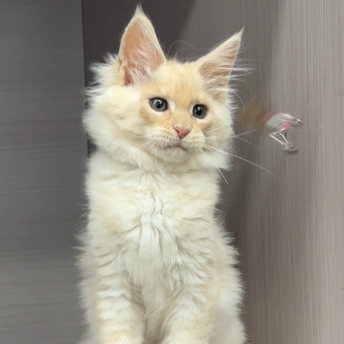 大嘴精品猫【凯米尔缅因弟弟】