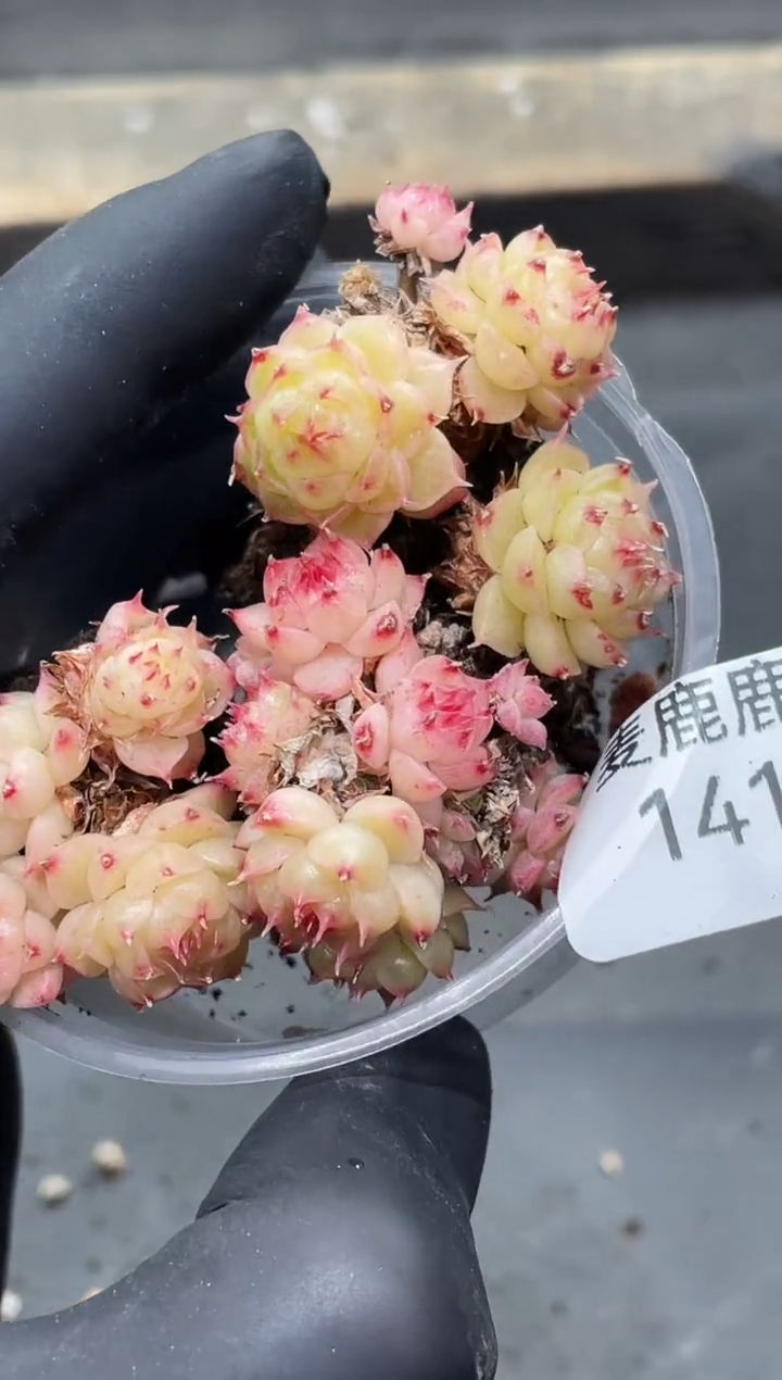 141果冻海胆 不包整散   量拍3群