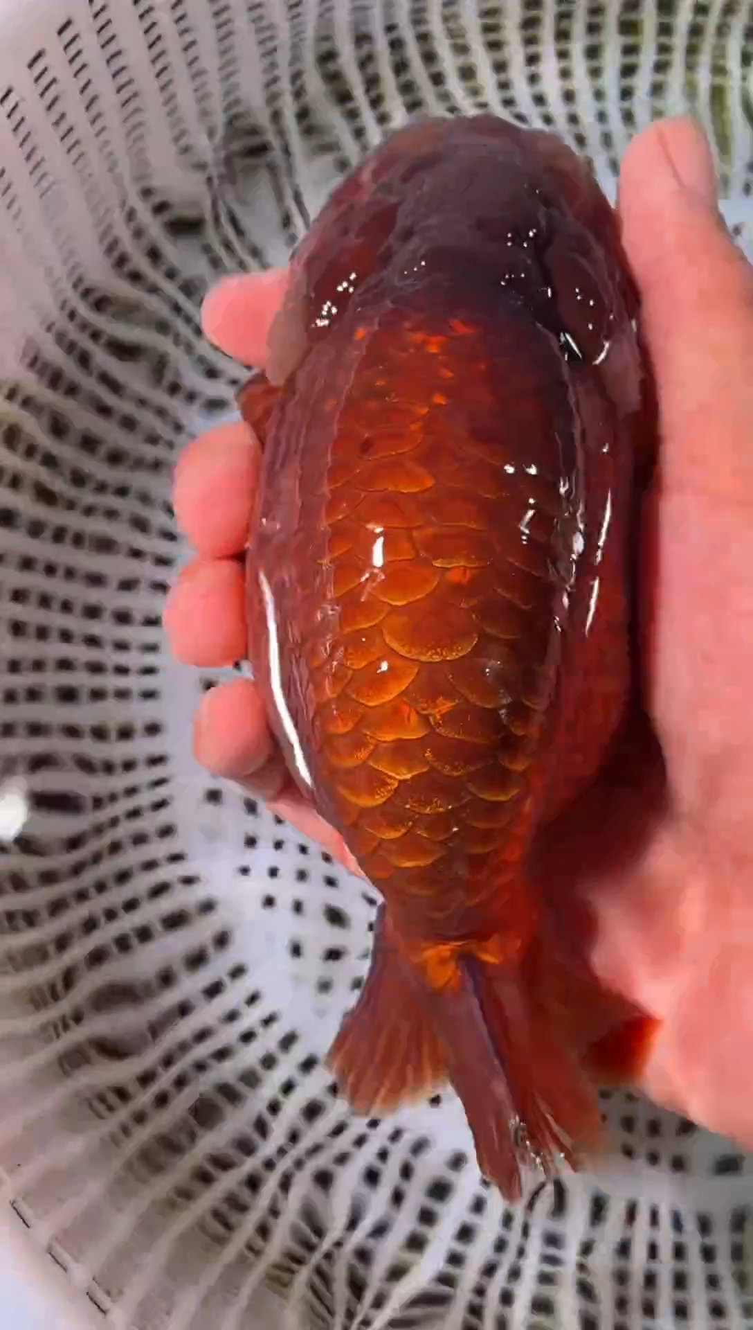 金鱼隔**叶（运费到付，马印灯下展示）福州追鱼兰寿金鱼