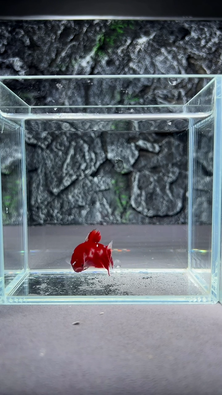 斗鱼竞拍链接A056