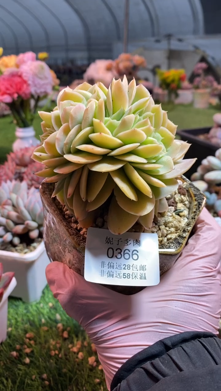 【闪购商品】0366a