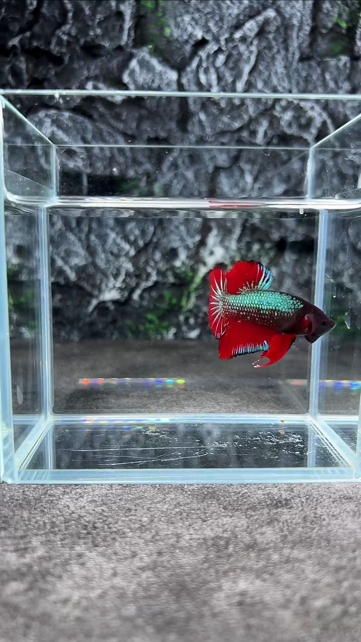 斗鱼竞拍链接A054