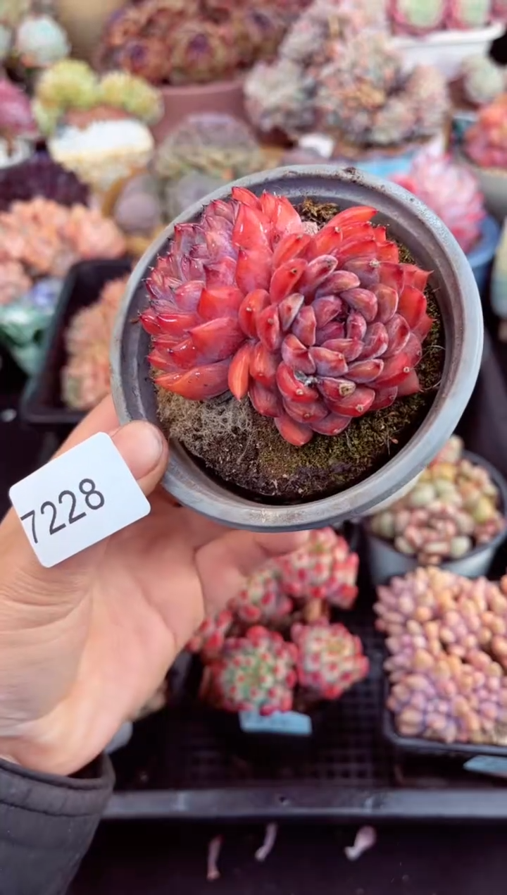 【闪购商品】7228双头黑曼巴多肉