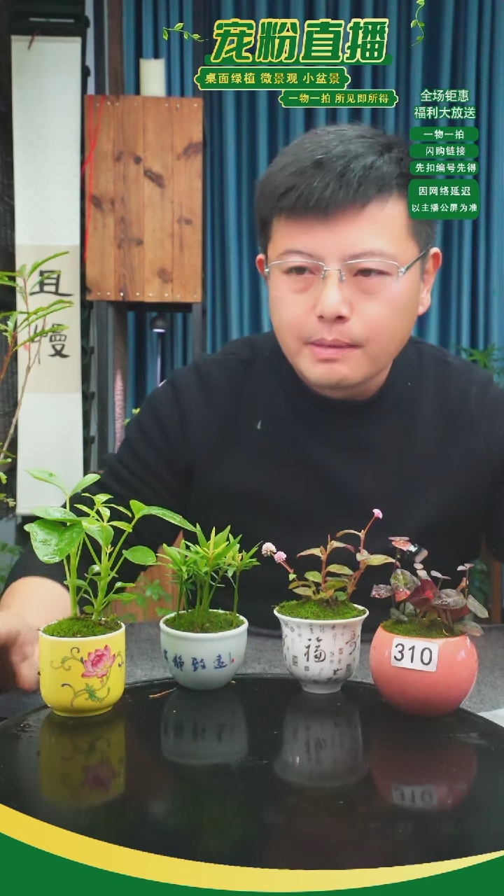 无花朵蜜*?苔藓微景观310号