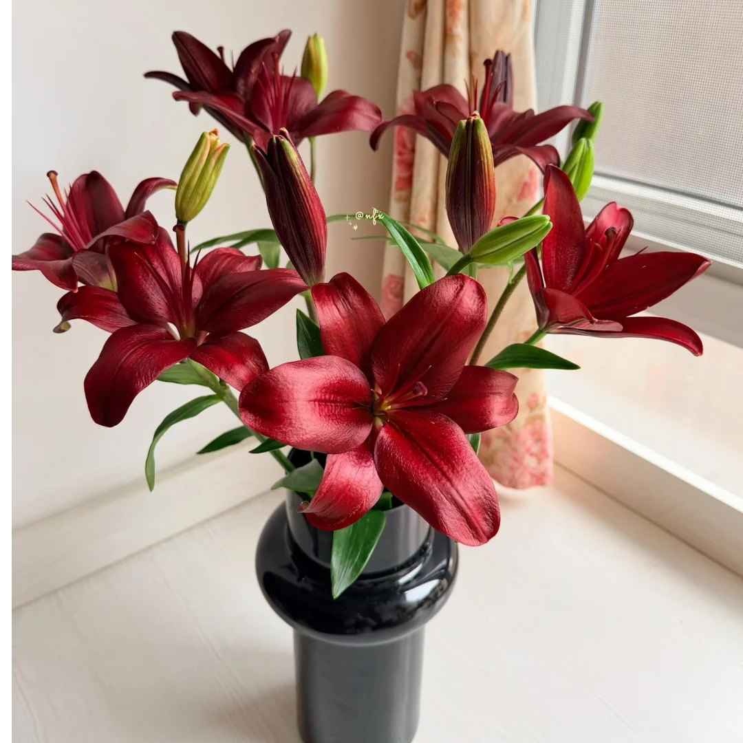 【我种花】黑贝壳亚百合花苞多黑色烂漫高级小众冬季室内使用鲜切花
