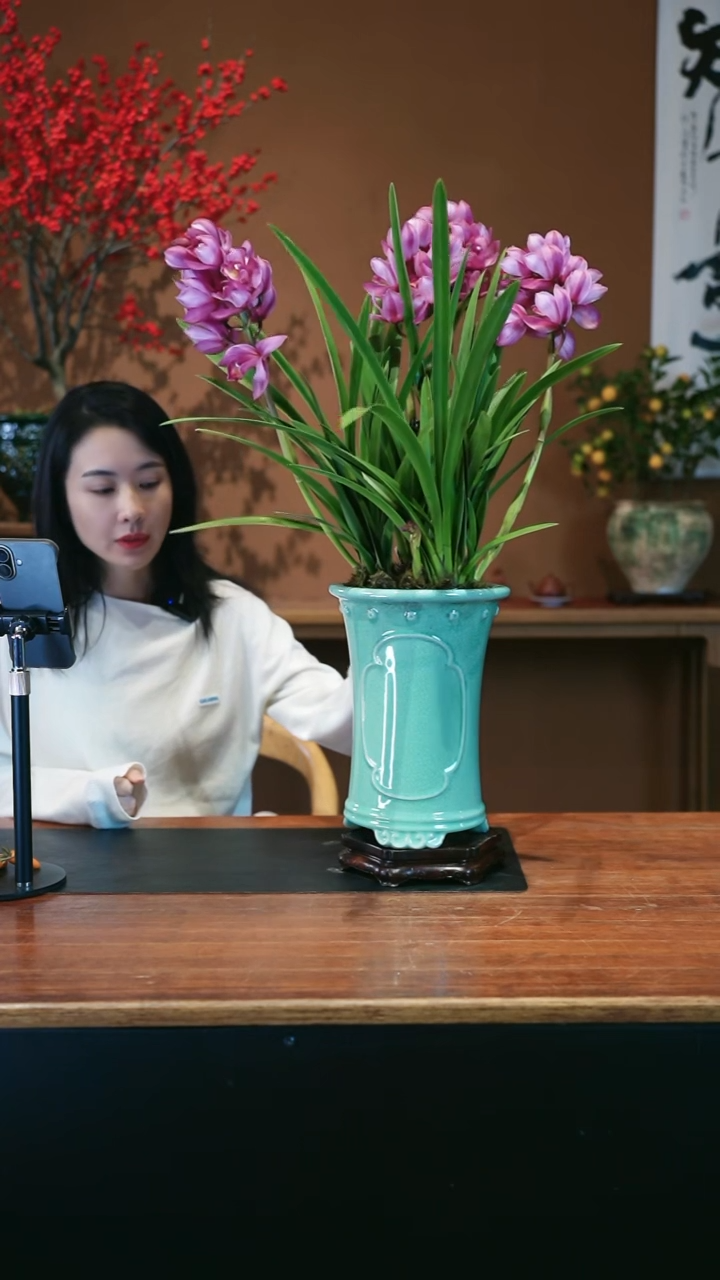 全部花朵卓玛盆景盆景盆景