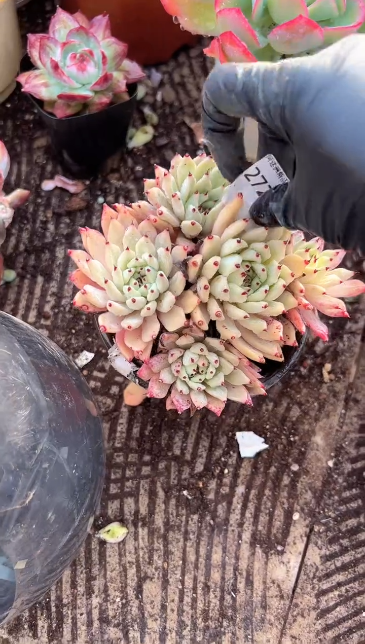 高****头多肉植物一物一拍27291