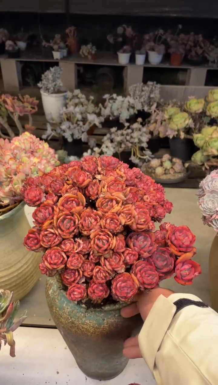 【闪购商品】78秀妍