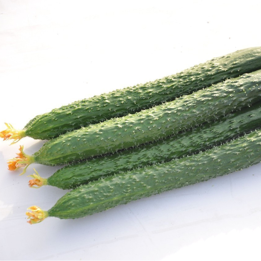 黄瓜600g±50g/份(两根)