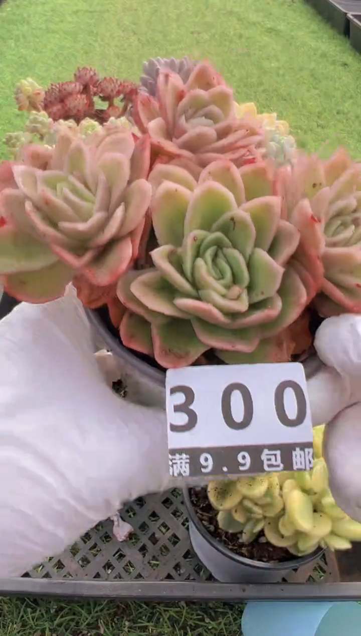 【闪购商品】信福多肉一物一拍