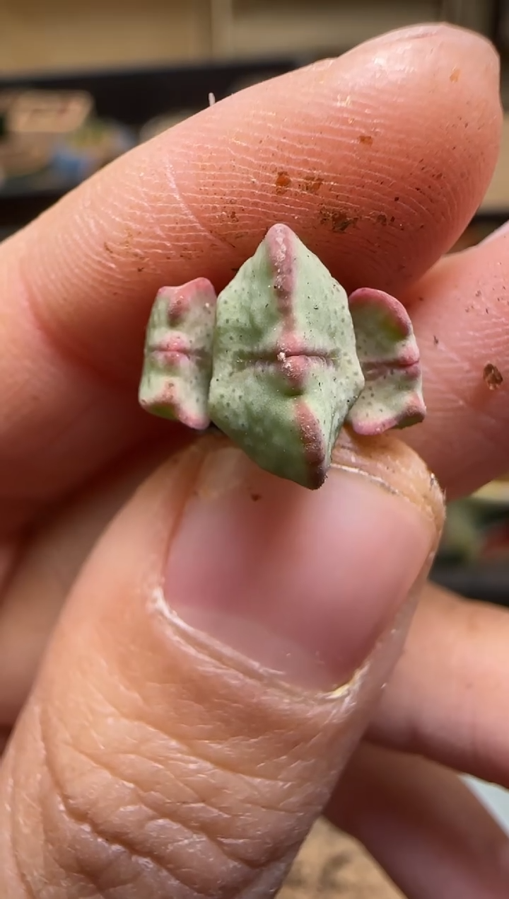 【闪购商品】7--30