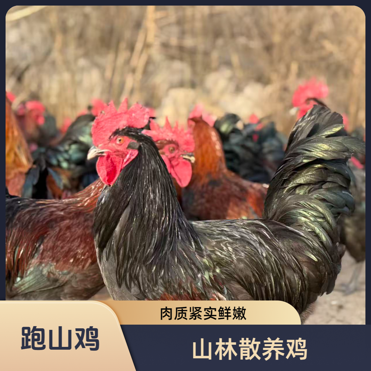 跑山鸡，散养笨公鸡，新鲜宰杀，包邮