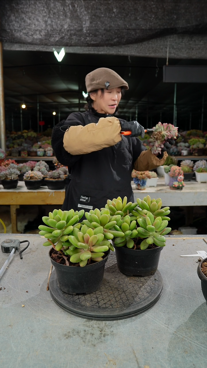 芒果奶一颗4头     肉