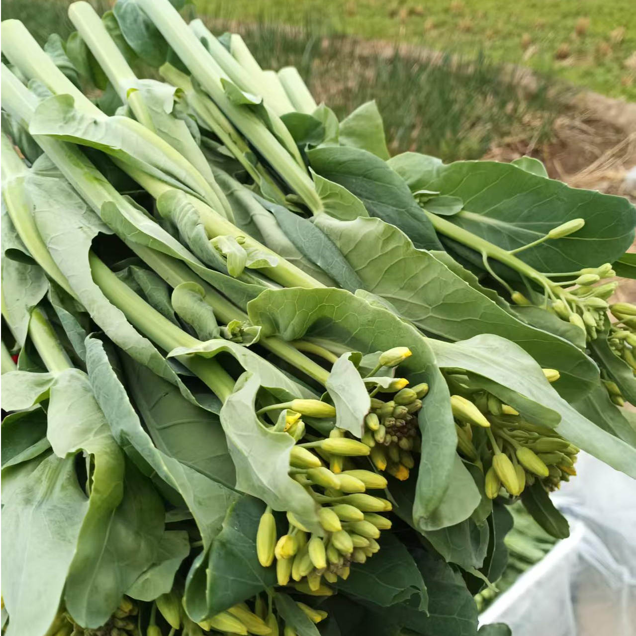 隆江黄洋本地农家自种芥兰菜芥兰菜