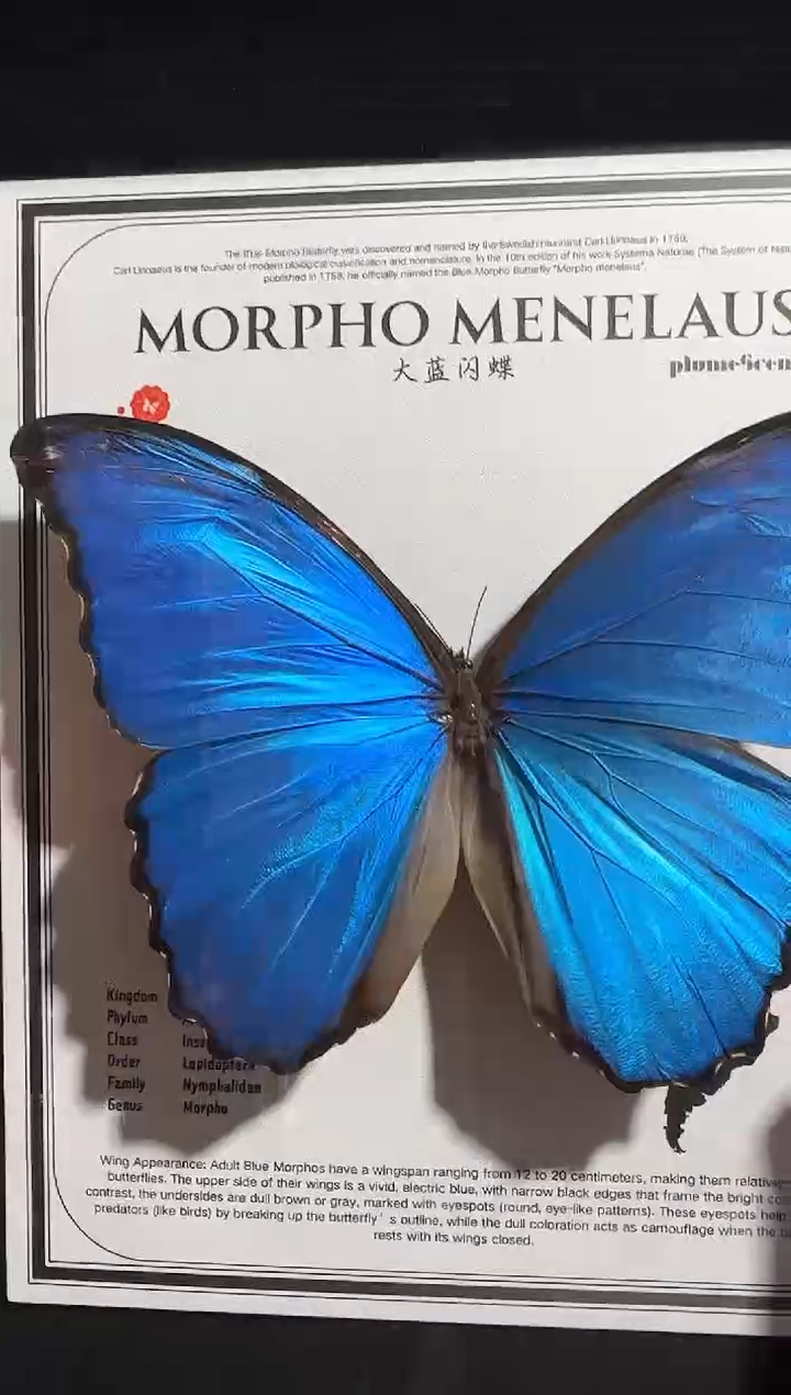 木大蓝闪蝶10寸相框    