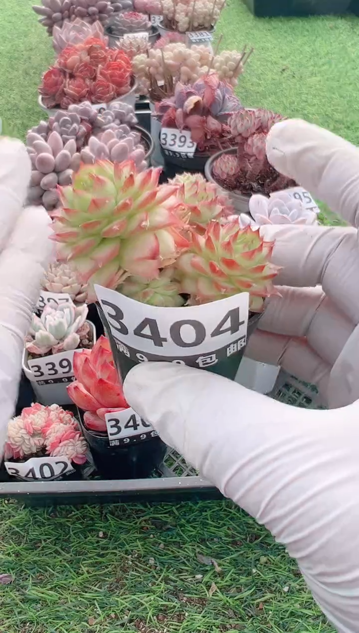 【闪购商品】信福多肉一物一拍