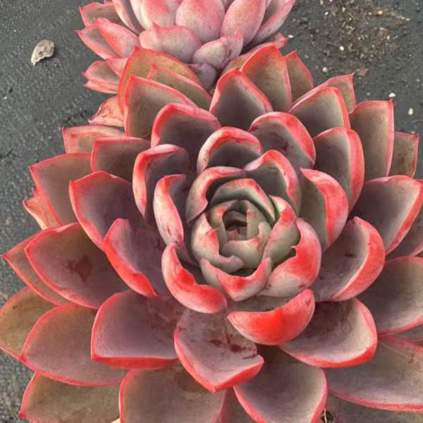 赫拉拍一发四多肉新手必拍  好看好养  云南昆明发货