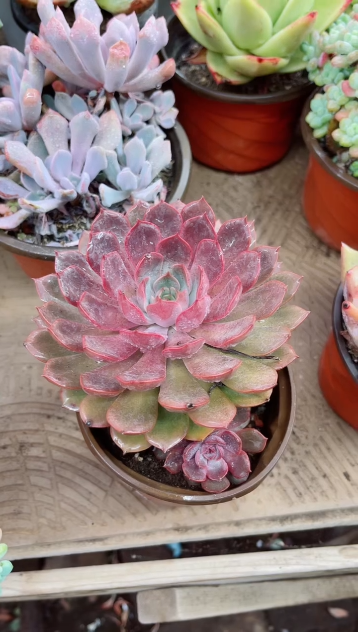 小*21051多肉植物一物一拍