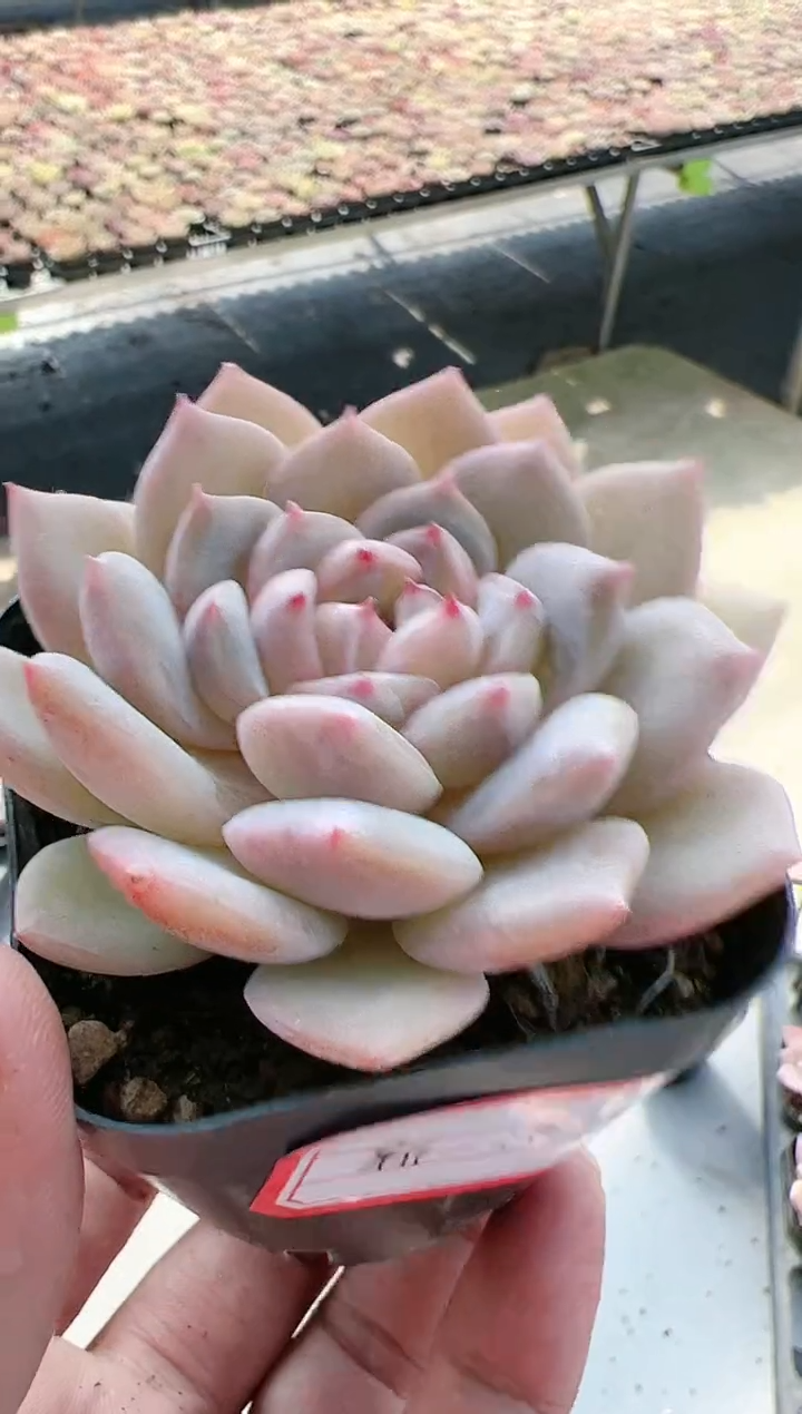 【闪购商品】新-18