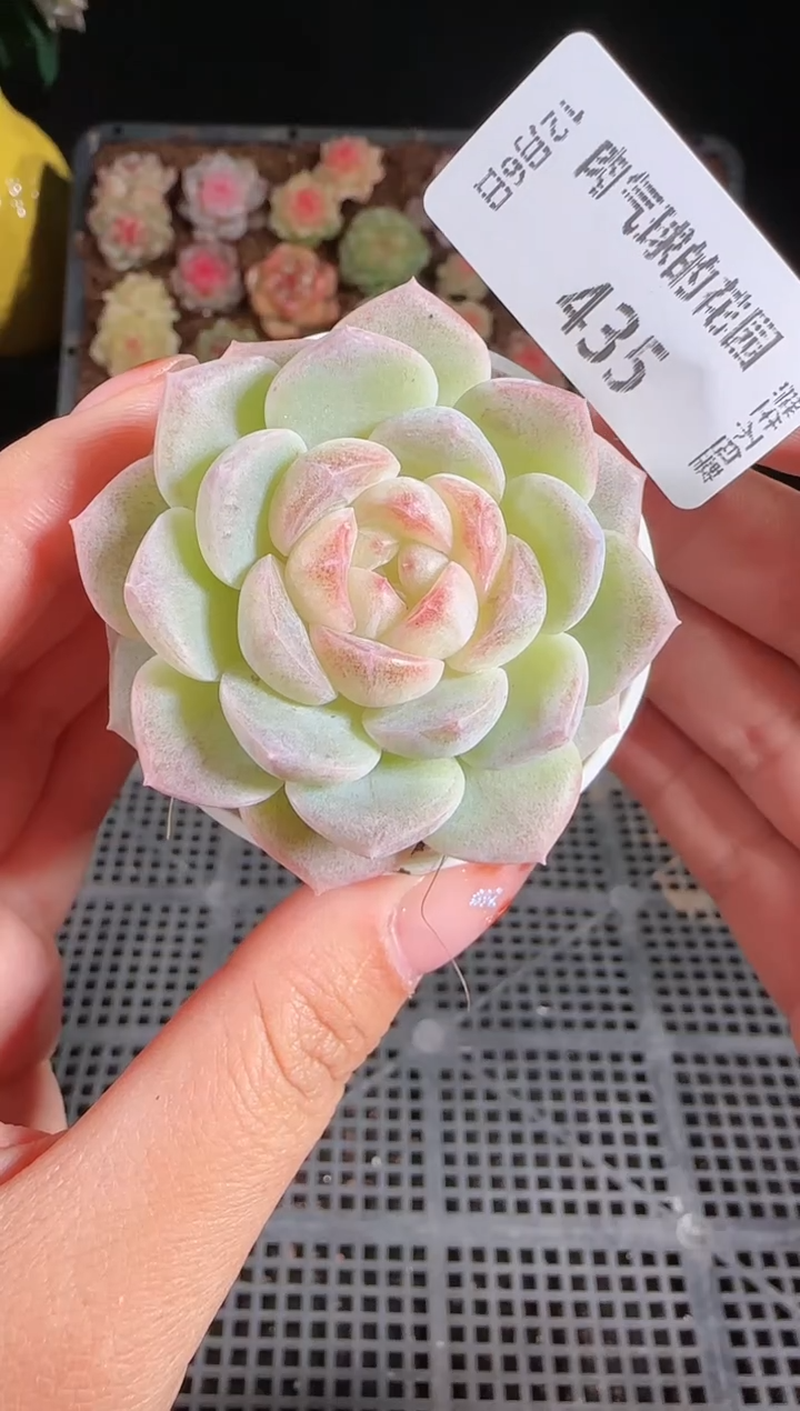 1206-435冰心28多肉群生不包整