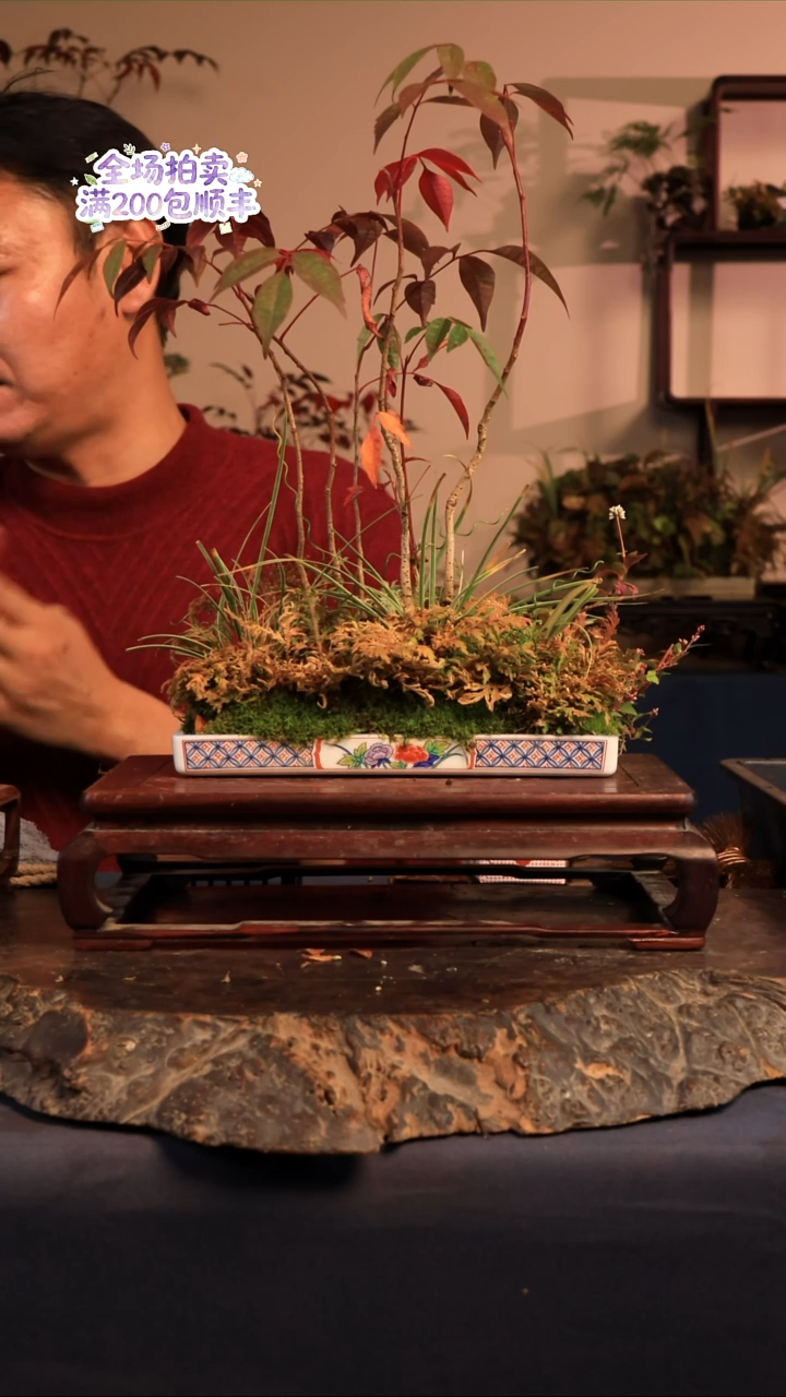 完全开放B27草本植物 不包邮