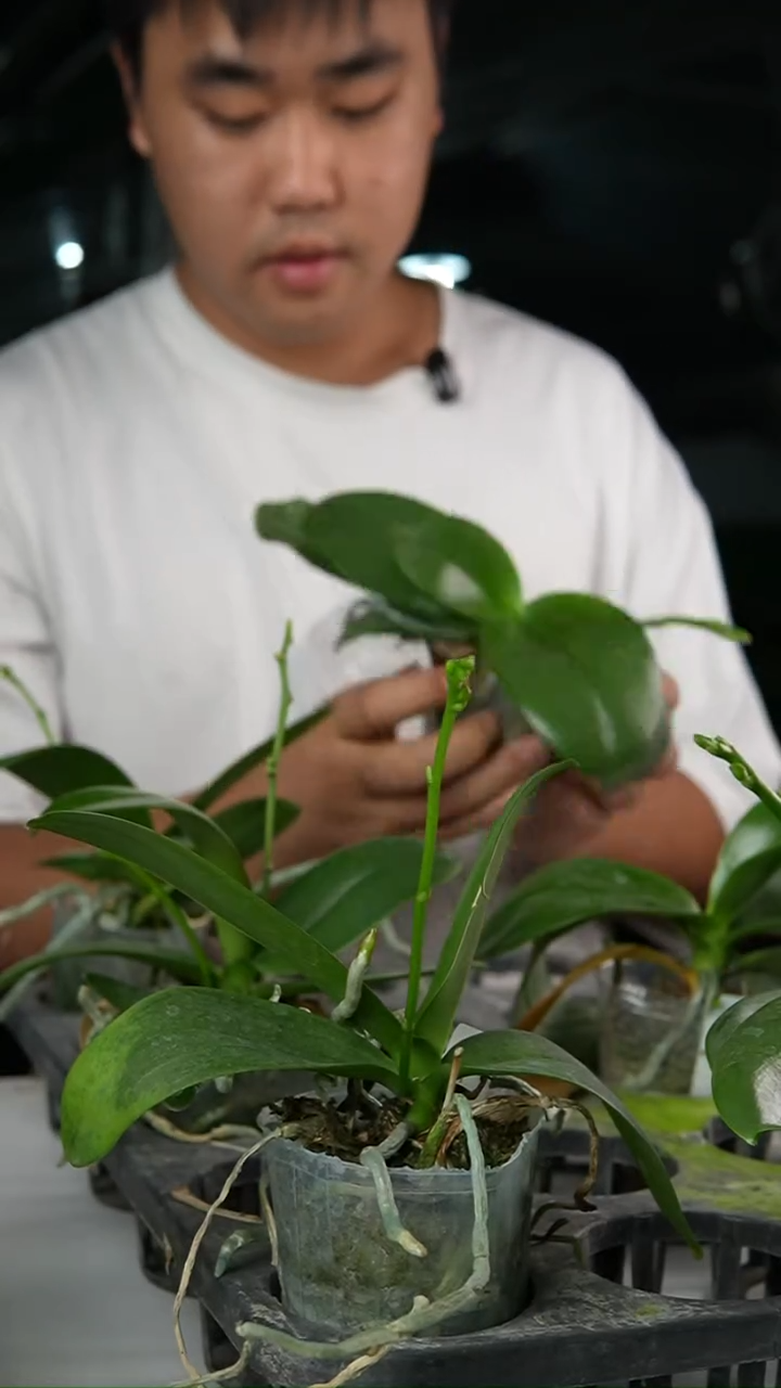 完全开放组合（金树+香奈儿）