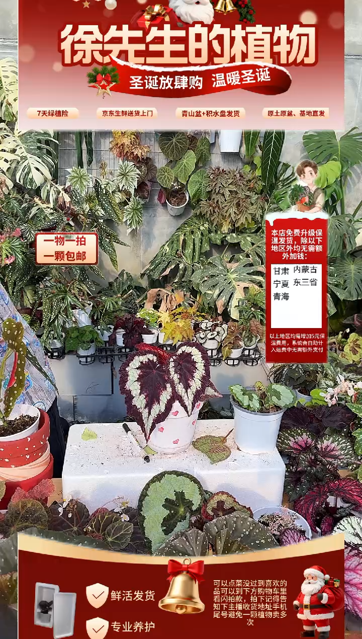 完全开放焰火秋海唐