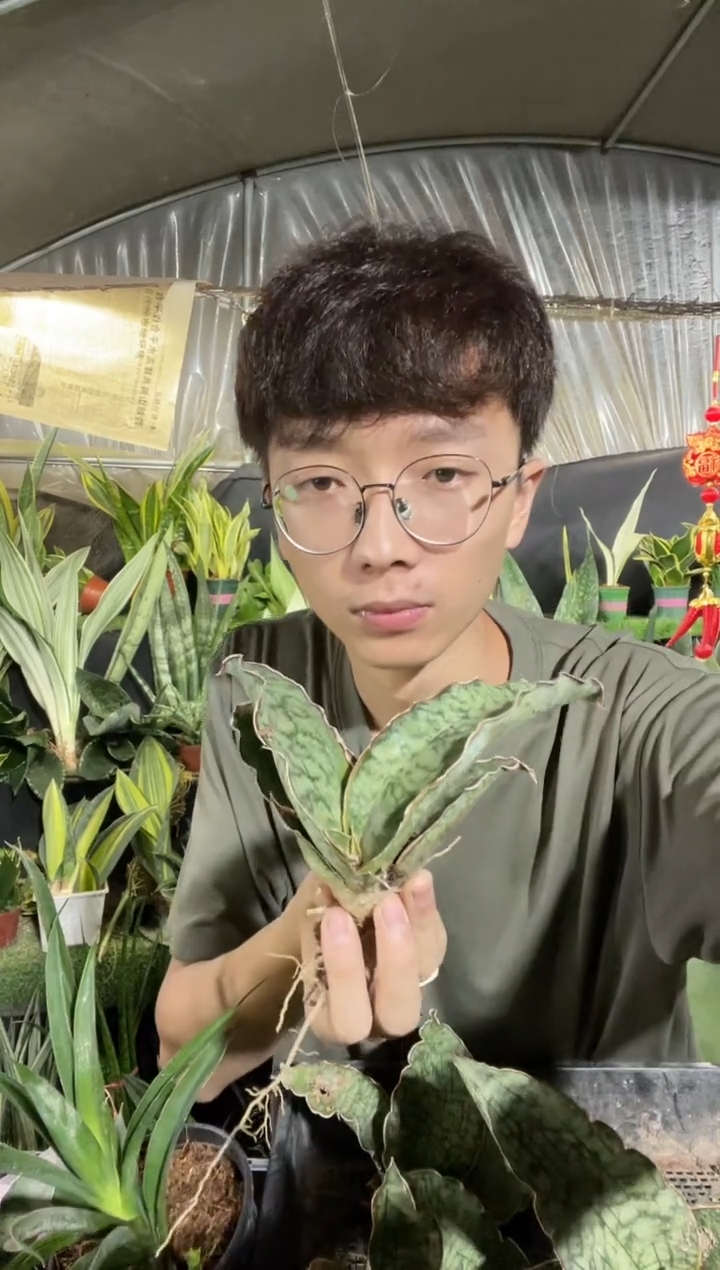 泰品龙翼裸根18.8