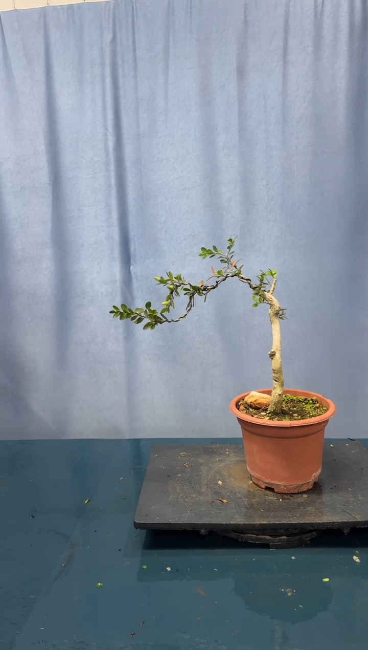 【闪购商品】盆景黄杨