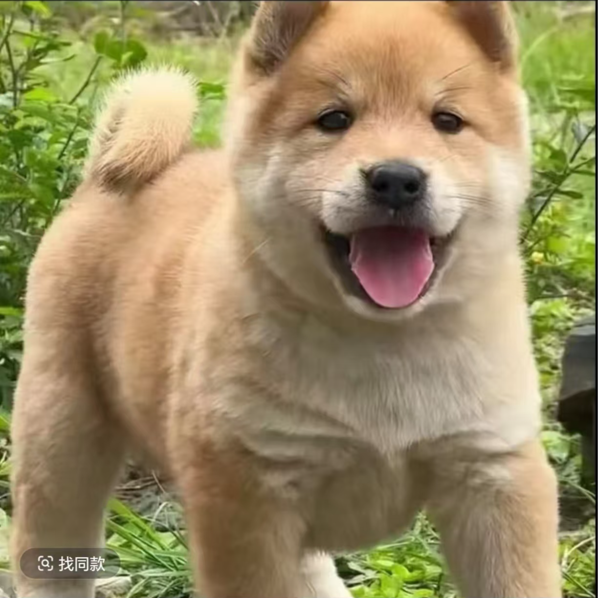 活体宠物狗狗链接（母狗）