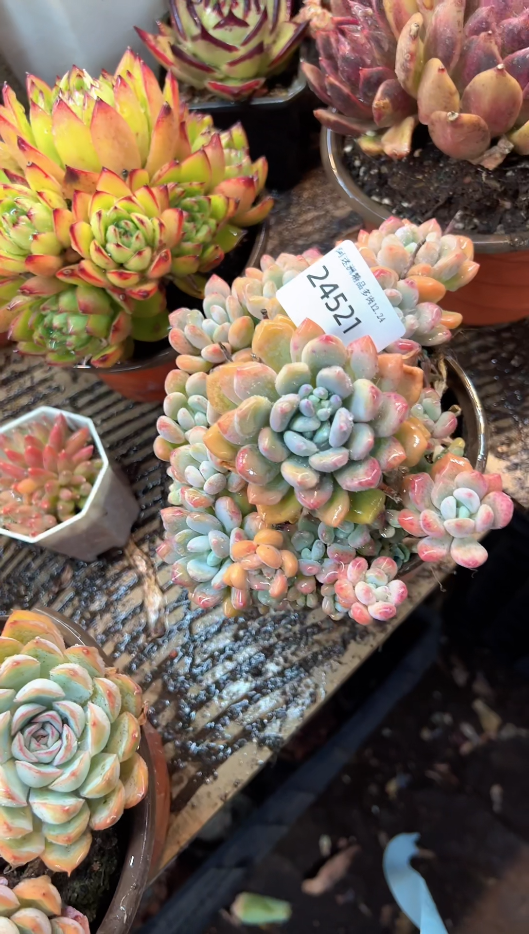 简****福多肉植物一物一拍24521