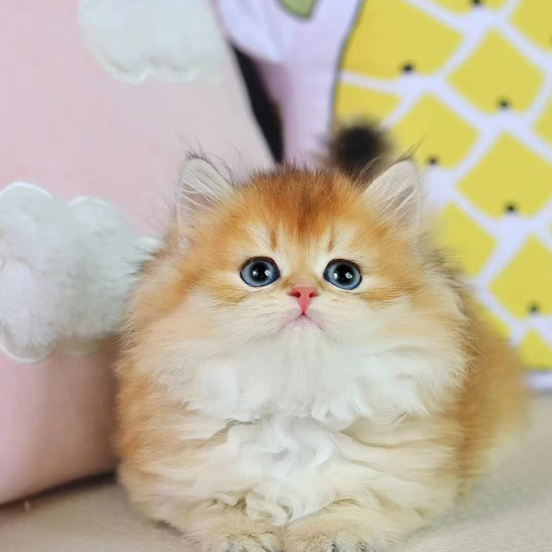 长毛金渐层超级可爱小猫