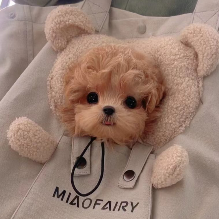 【小毛家】萌系幼宠通用链接