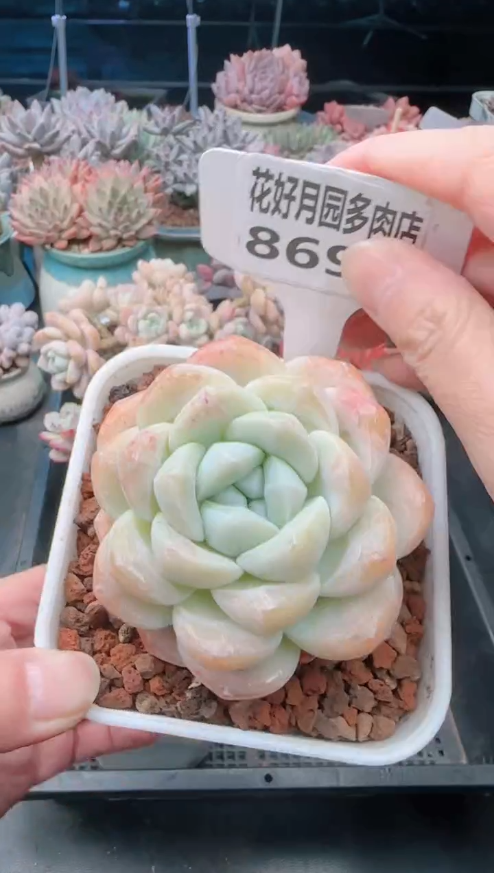 【闪购商品】8695冰玉