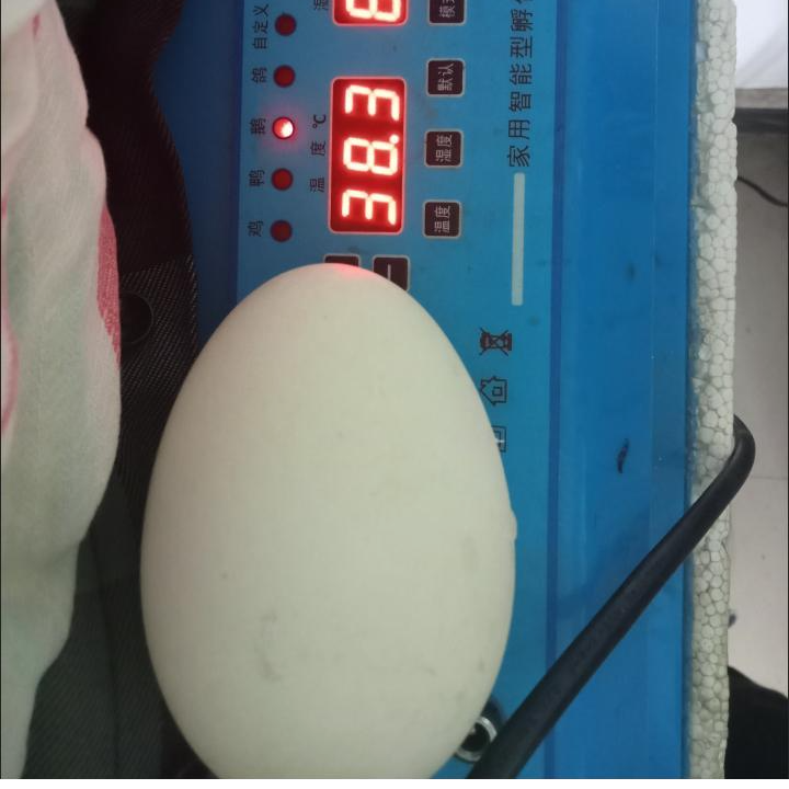 【正宗】纯正皖西白鹅蛋皖蒲白鹅受精鹅蛋大白鹅蛋顺丰包邮受精