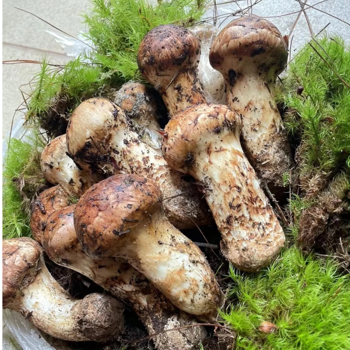 【香格里拉松茸】云南新鲜松茸产地直发菌菇煲汤食材山珍松茸