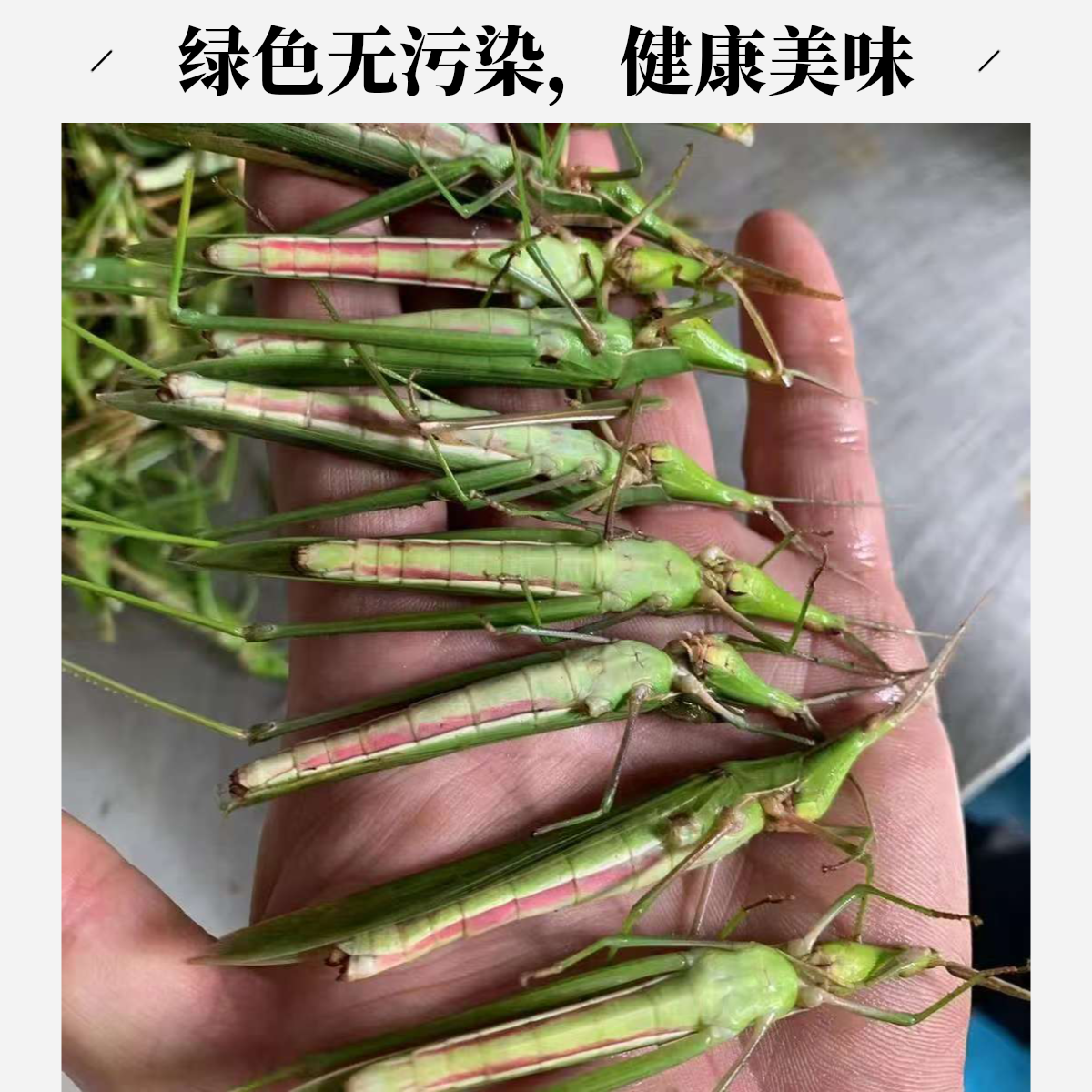 老少蚂蚱新鲜美味