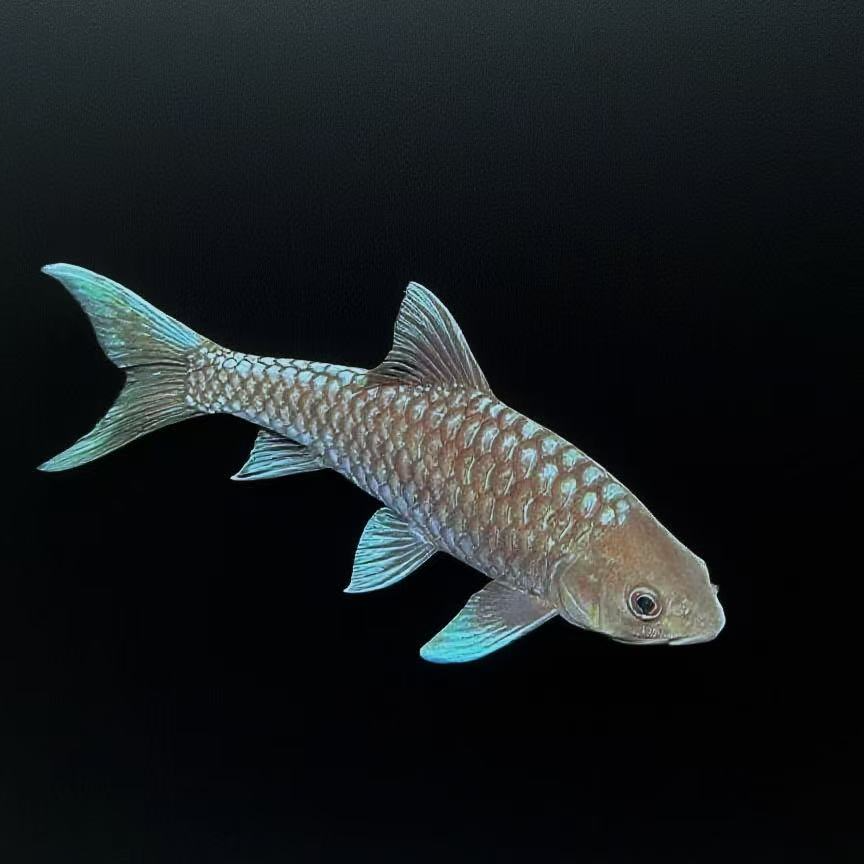 蓝吉罗活体观赏鱼【签收后2小时内提供完整开箱视频才可包售后】