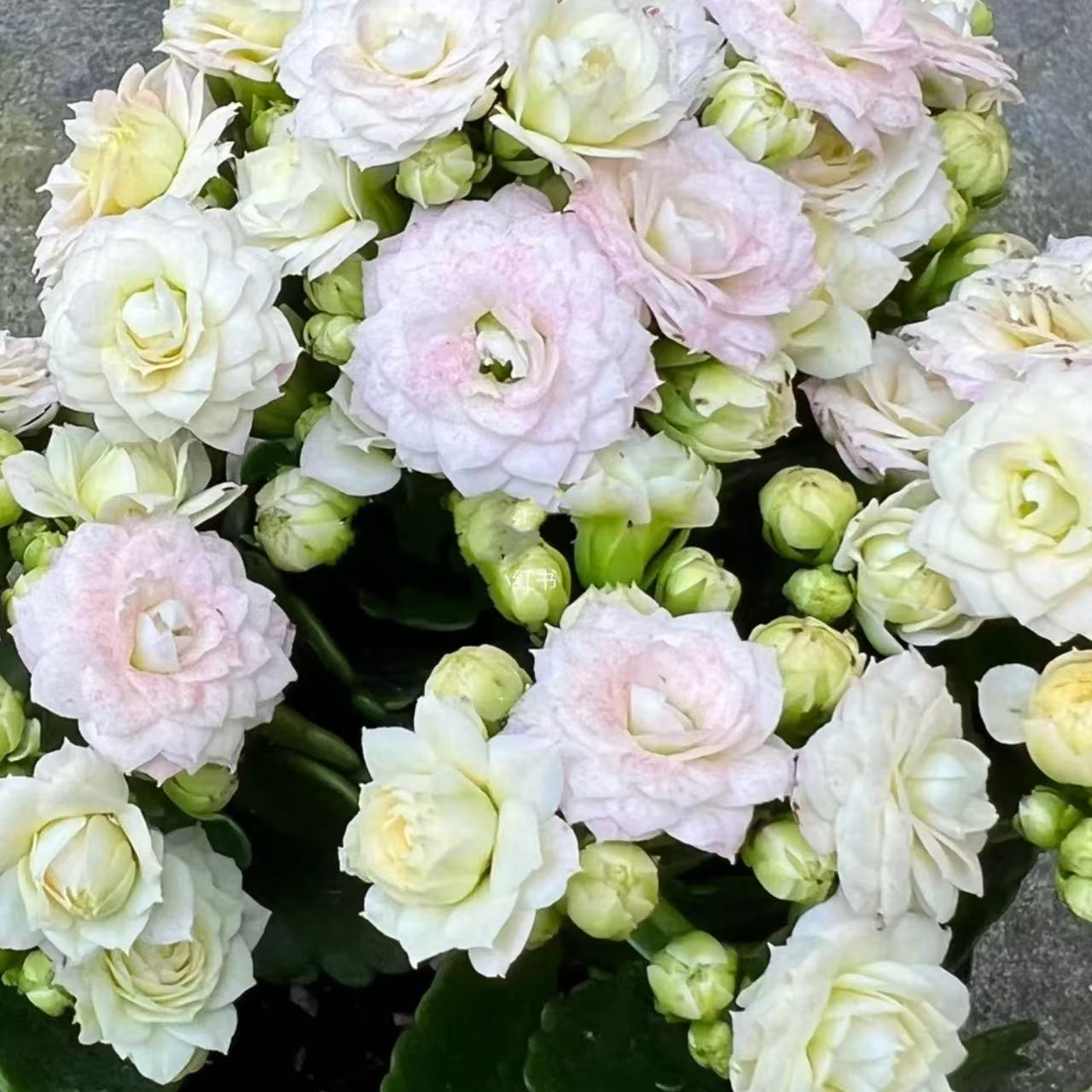 《钻石/白月影》120盆单瓣长寿花一代苗独杆独颗