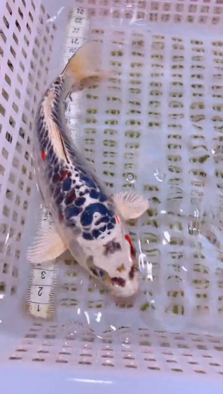 锦鲤冷水观赏鱼全场包邮170