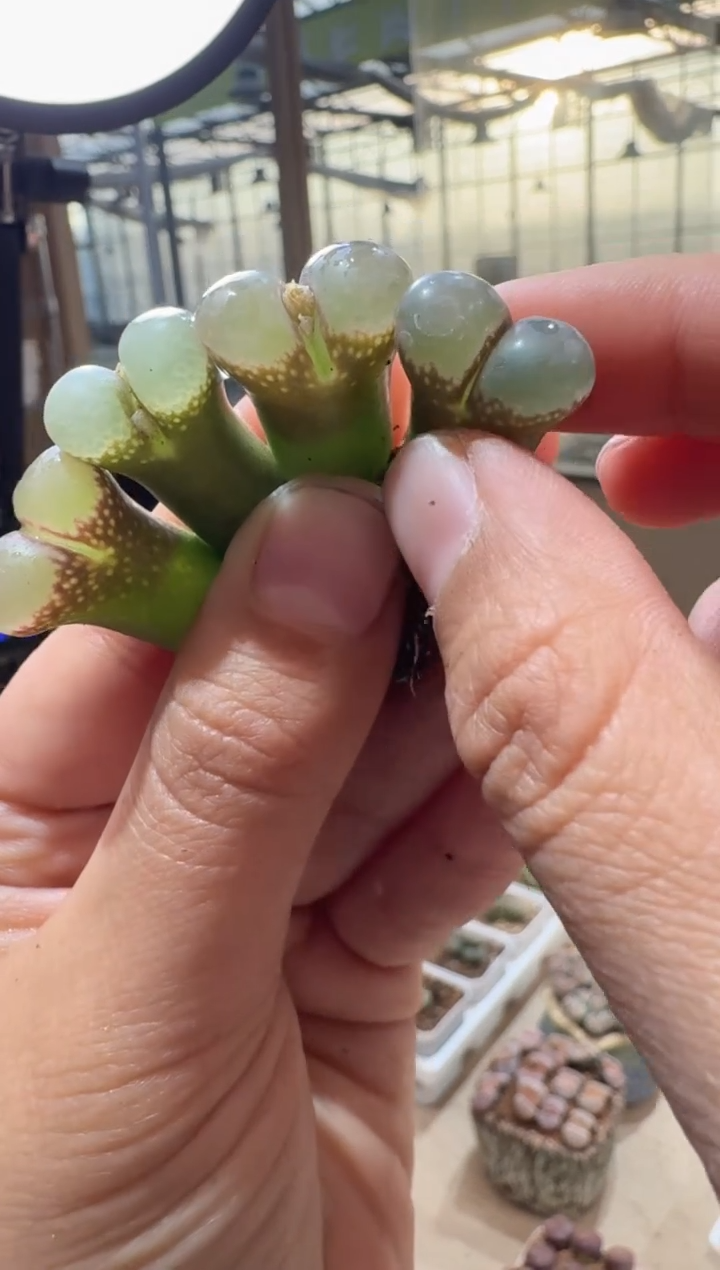 41多肉植物肉锥LT系列风铃一颗