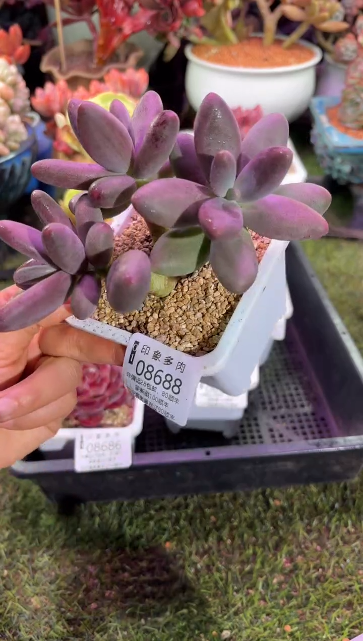 【闪购商品】08688