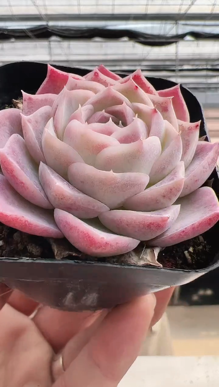 【闪购商品】新款多肉-147